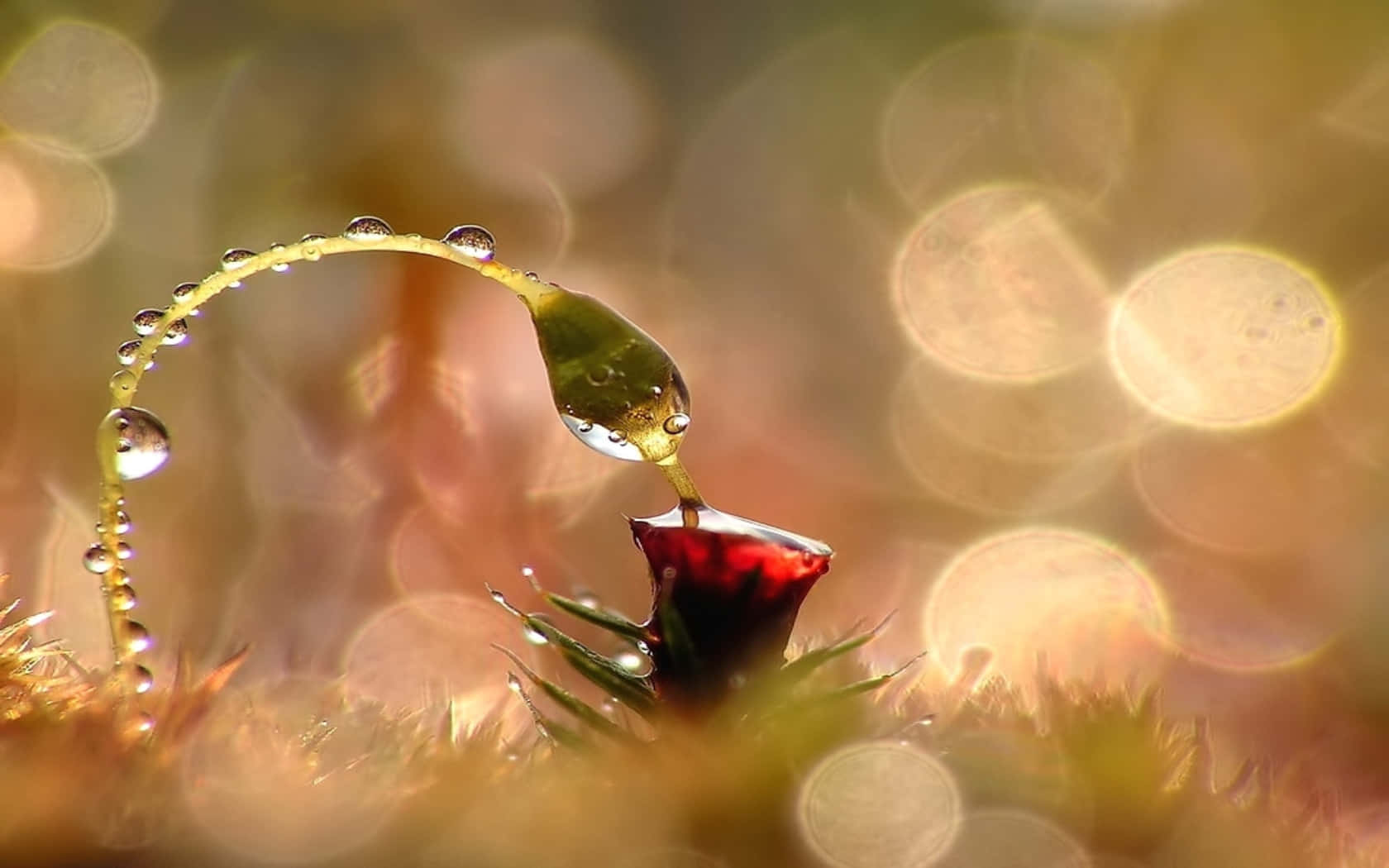 Intricate Beauty Of Nature - A Stunning Close-up Of A Flower Wallpaper