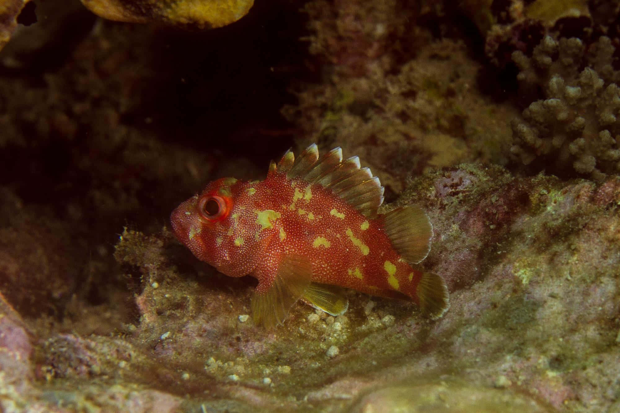 Intricate Beauty Of The Scorpionfish Wallpaper