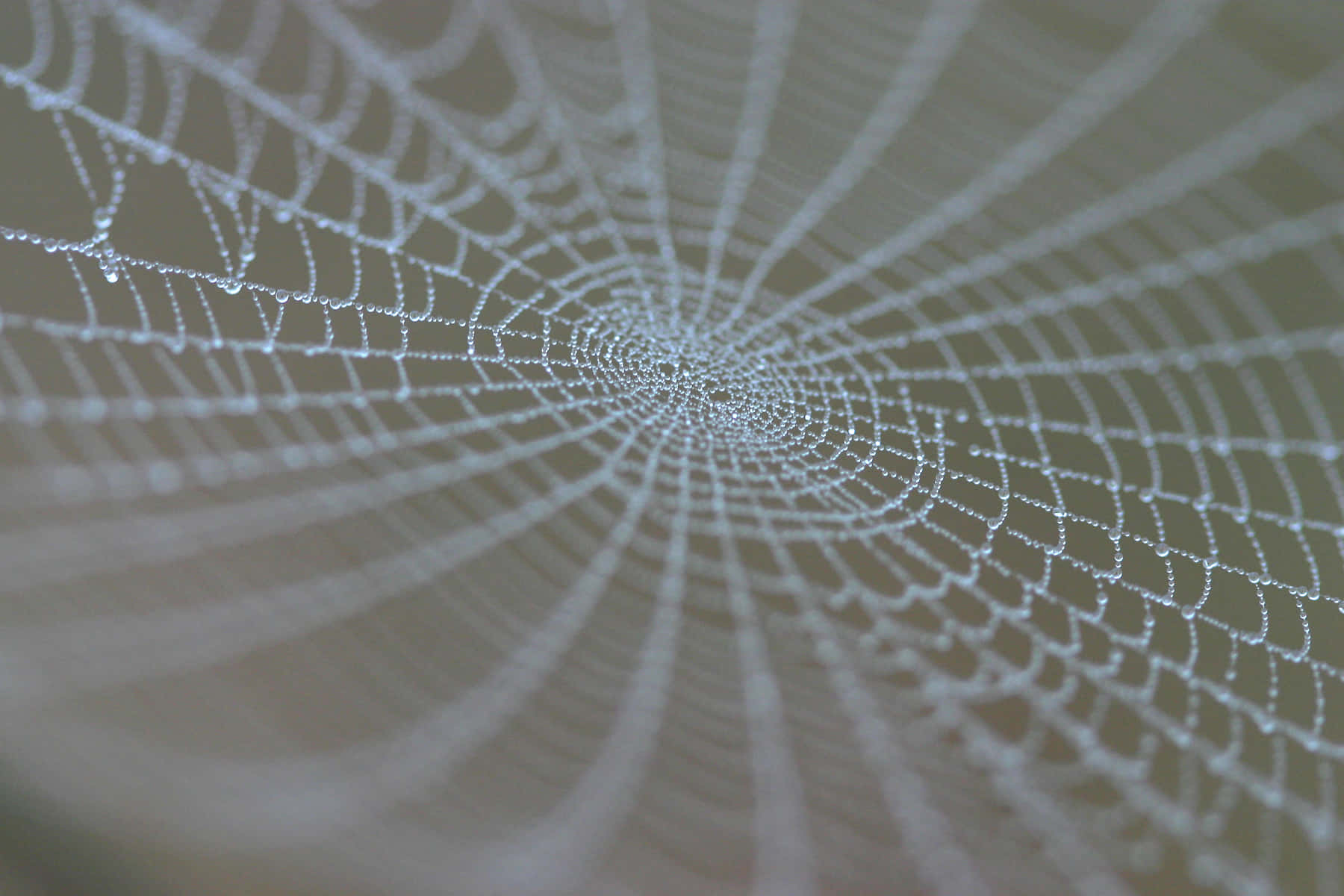 Intricate Cobweb In Morning Dew Wallpaper