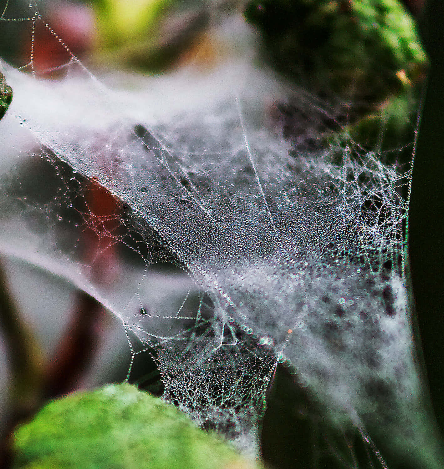 Intricate Cobwebs On A Wooden Background Wallpaper