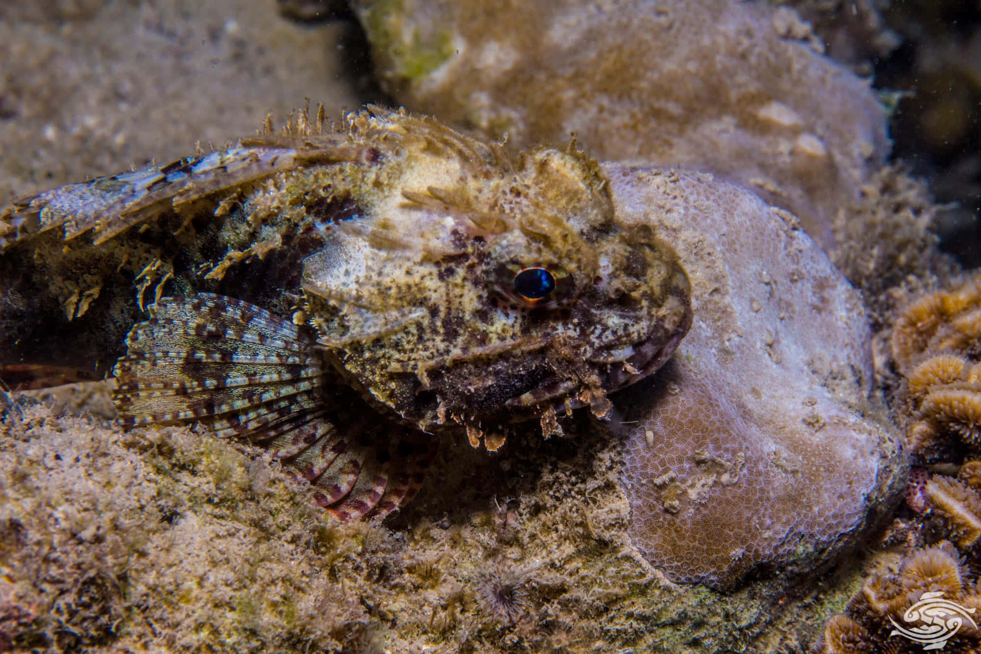 Intricate Scorpionfish In Its Natural Habitat Wallpaper