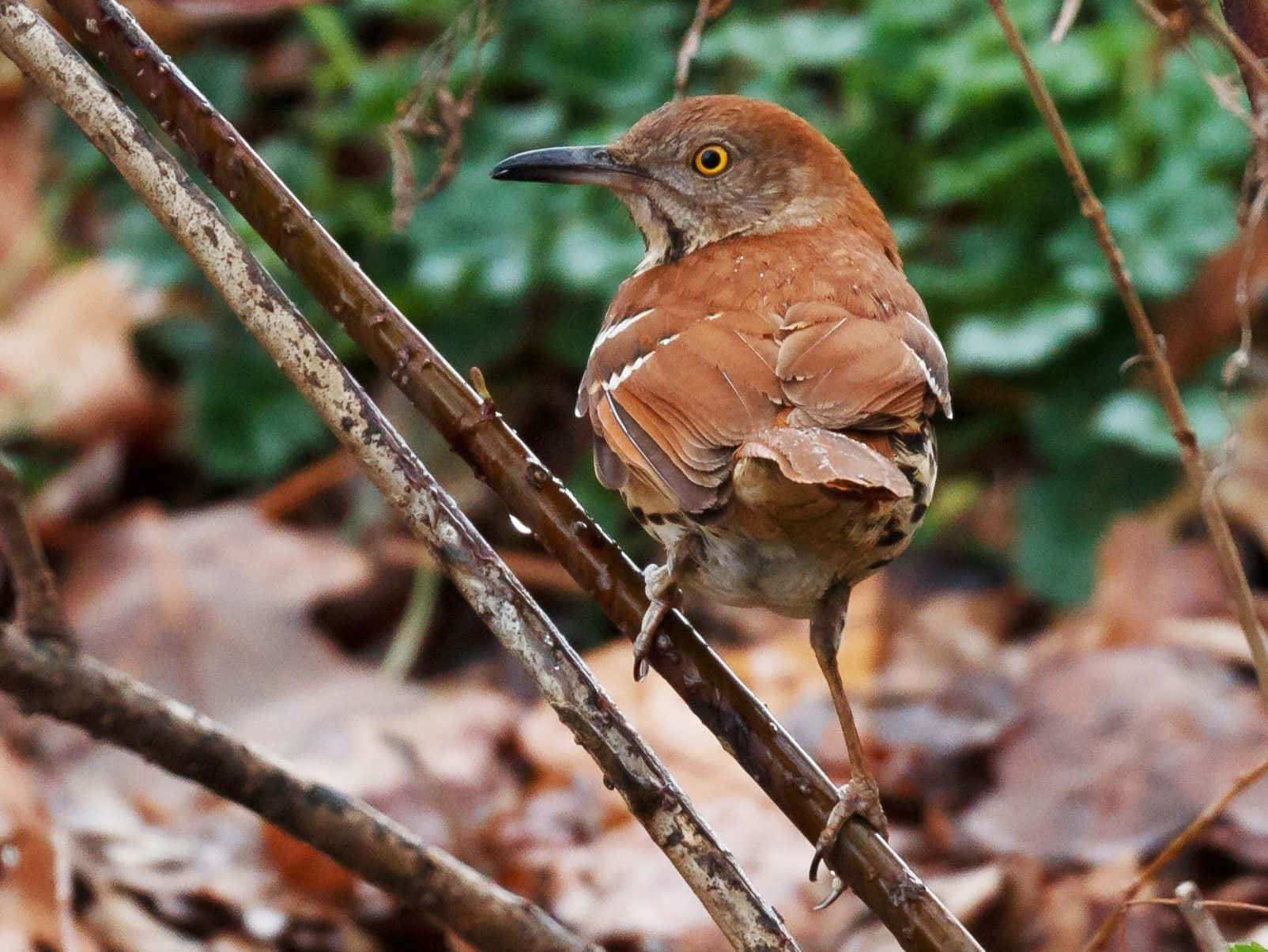 Intriguing Brown Thrasher In Natural Habitat Wallpaper