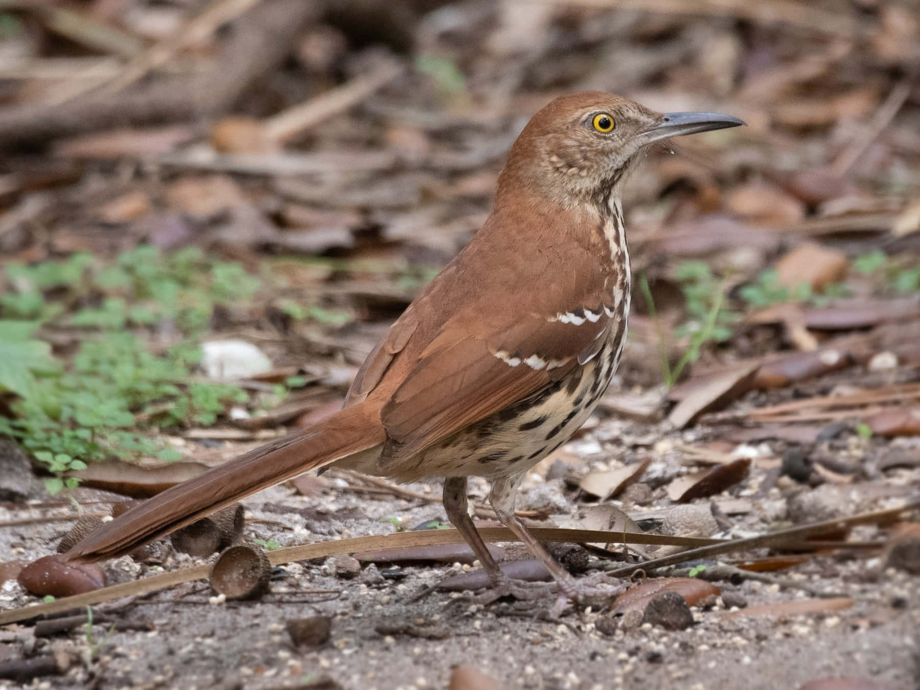 Intriguing Brown Thrasher Perched On A Branch Wallpaper