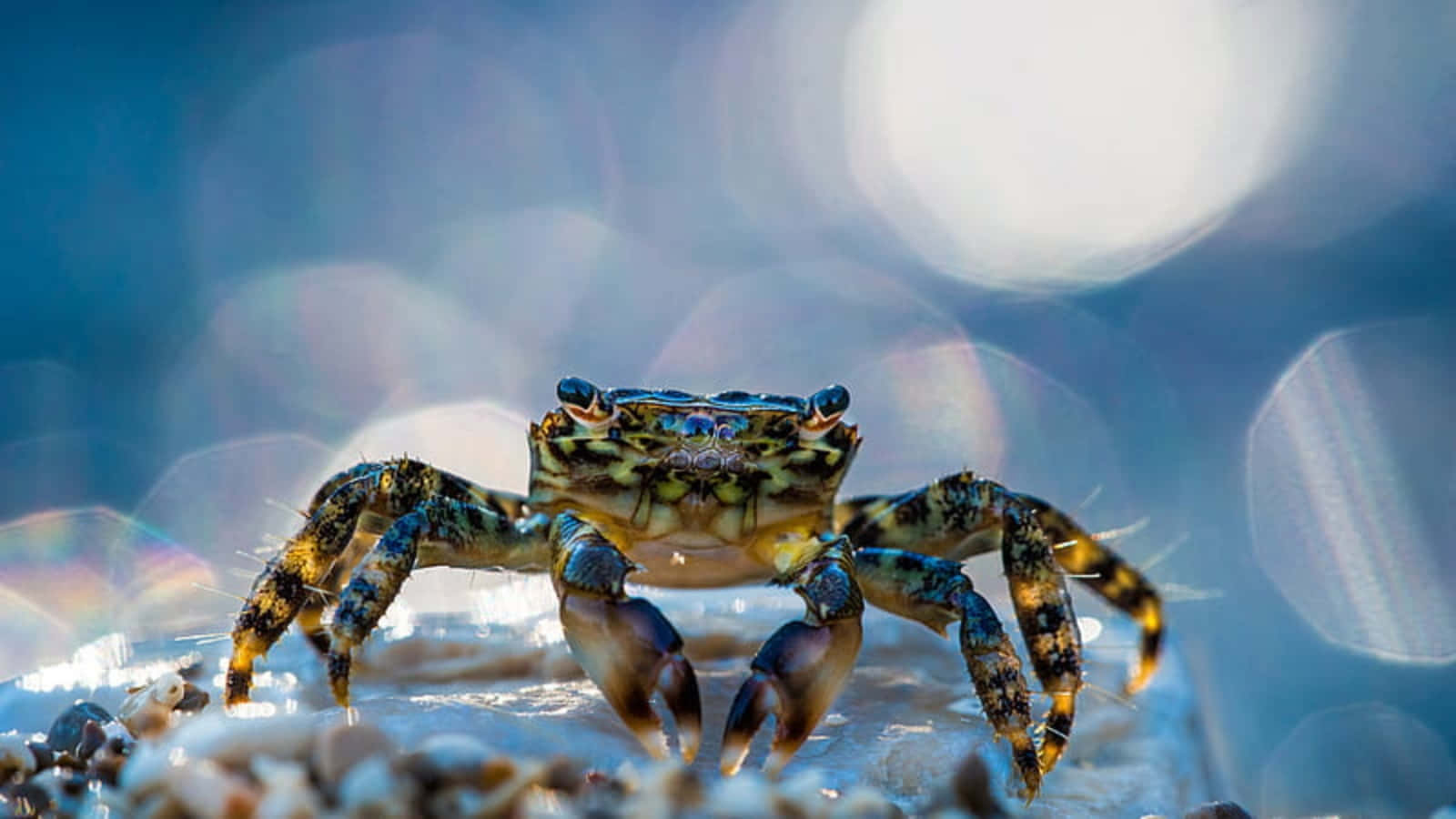 Intriguing Close-up Of A Crustacean Wallpaper