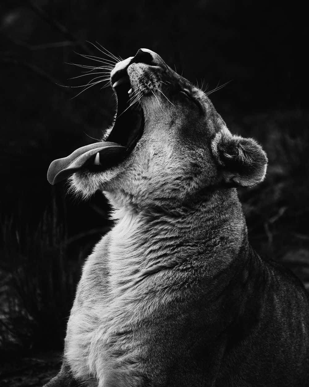 Intriguing Close-up Of A Zebra In Black And White Wallpaper