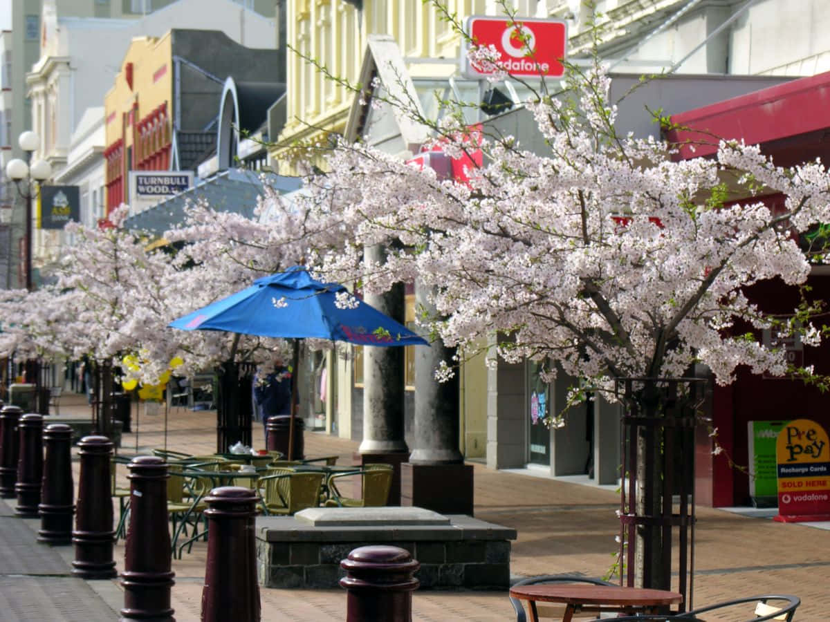 Invercargill Springtime Blossoms Wallpaper