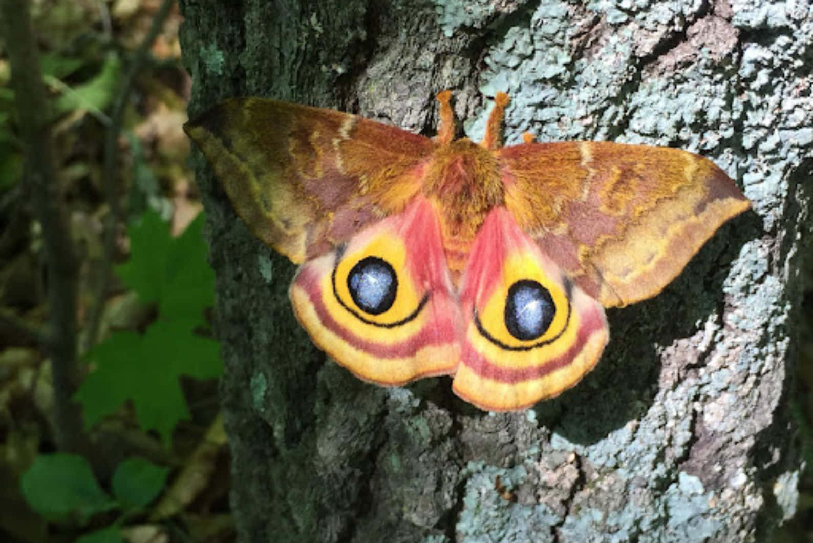 Io Moth Camouflageon Tree Bark Wallpaper