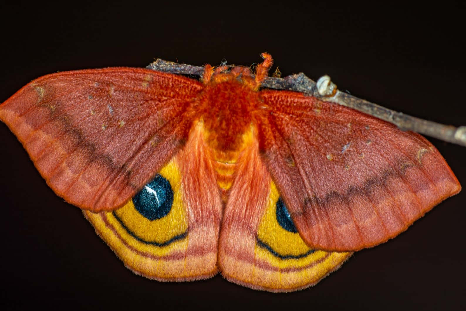 Io Moth Displaying Eye Spots Wallpaper