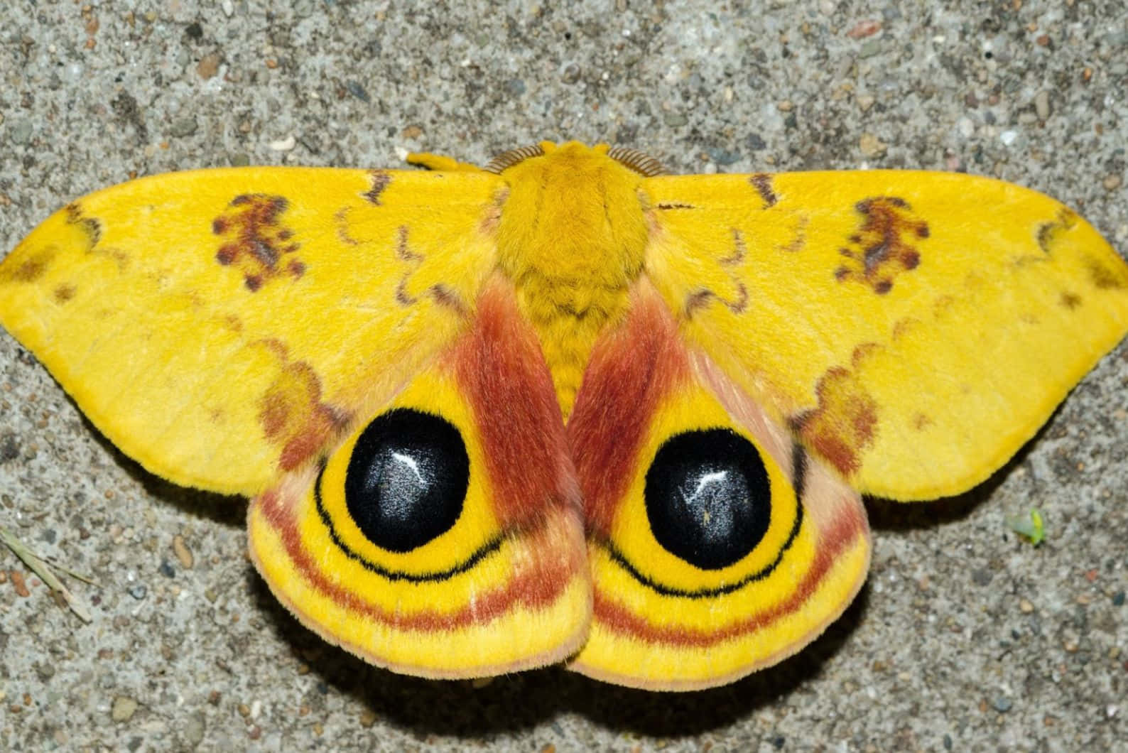 Io Moth Displaying Eye Spots Wallpaper