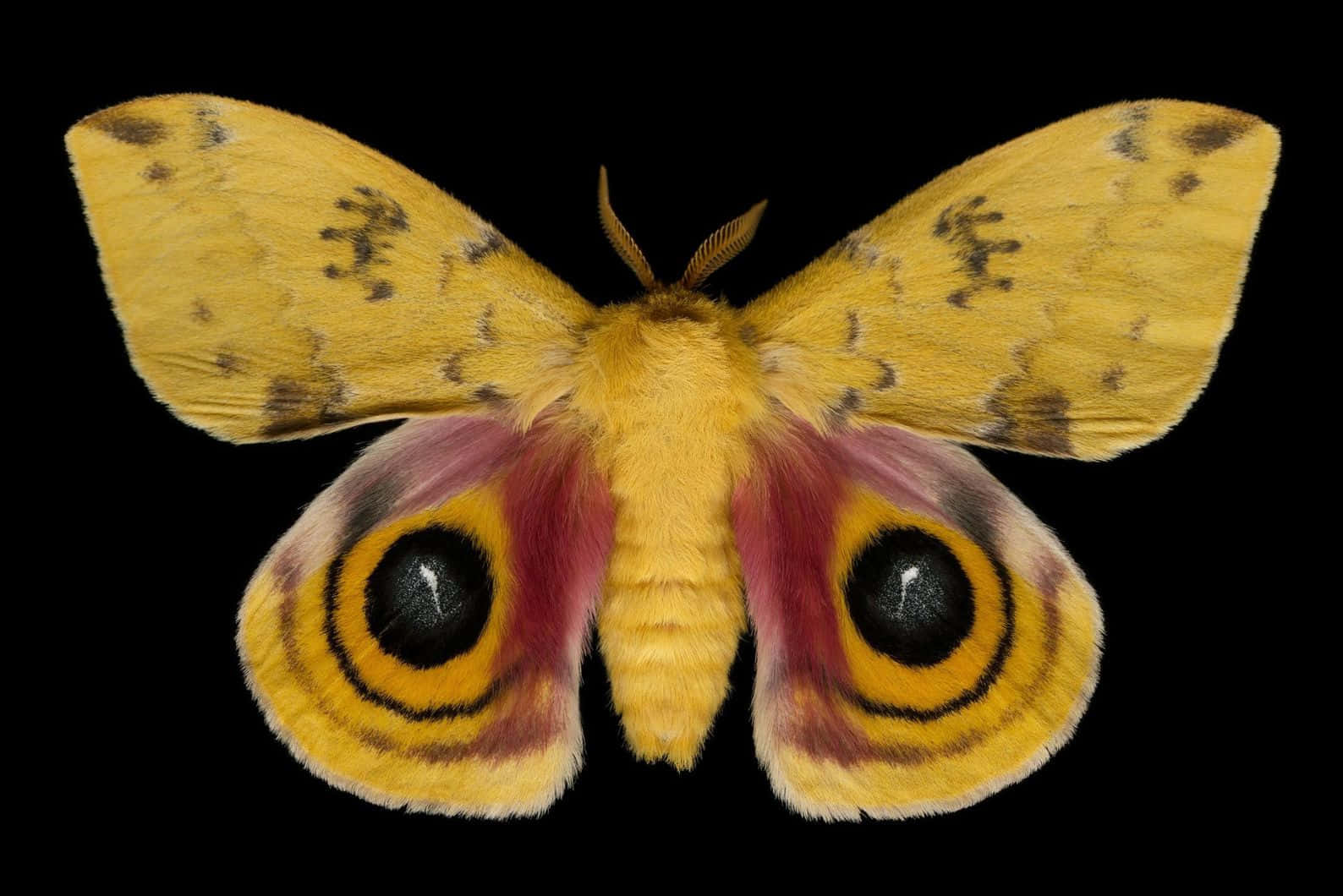 Io Moth Displaying Eye Spots Wallpaper