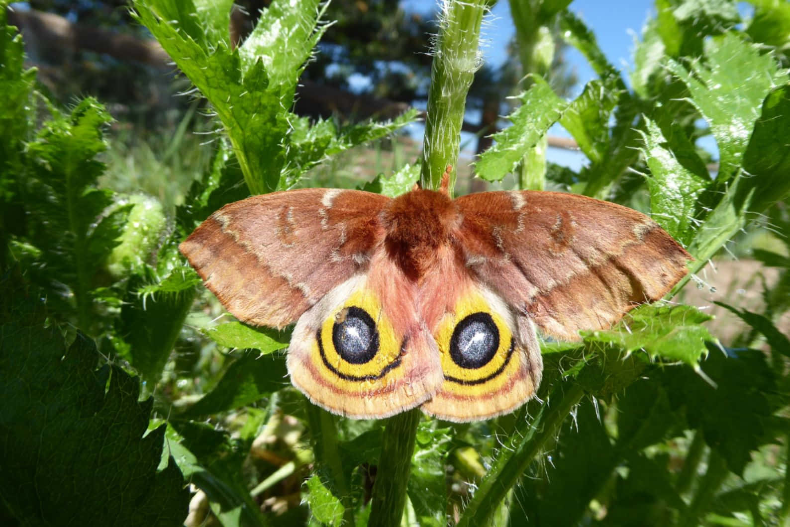 Io Moth Displaying Eye Spots Wallpaper