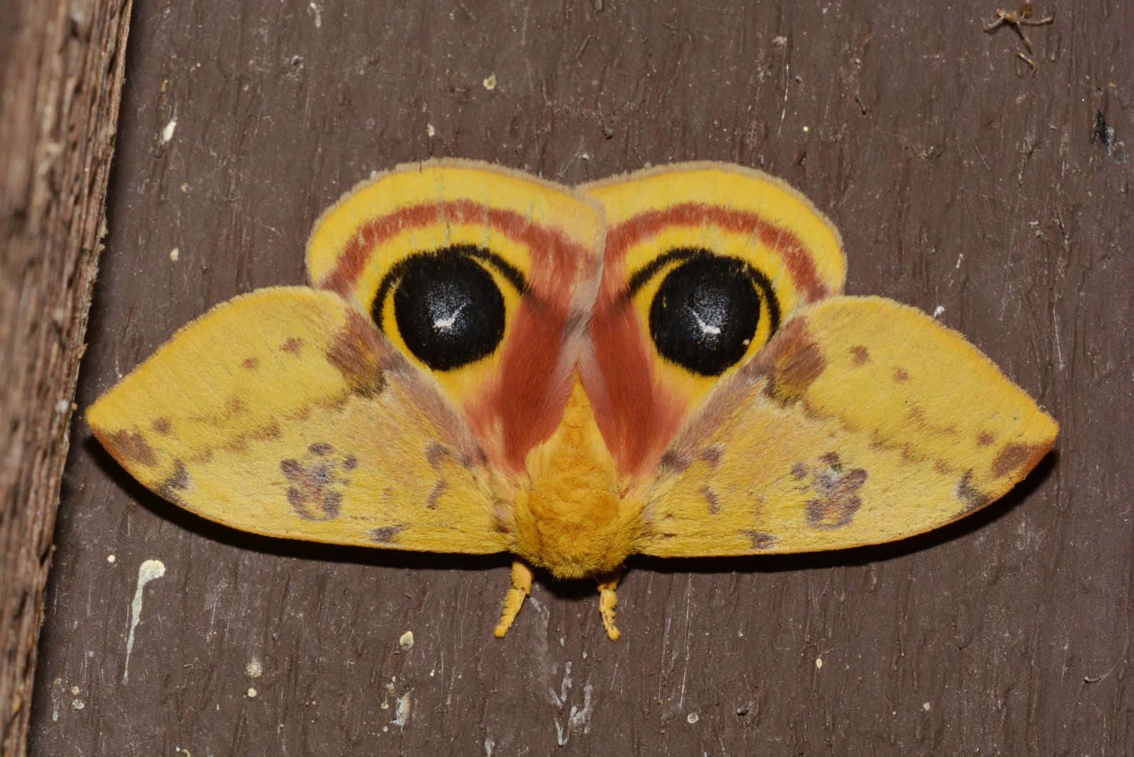 Io Moth Displaying Eye Spots Wallpaper