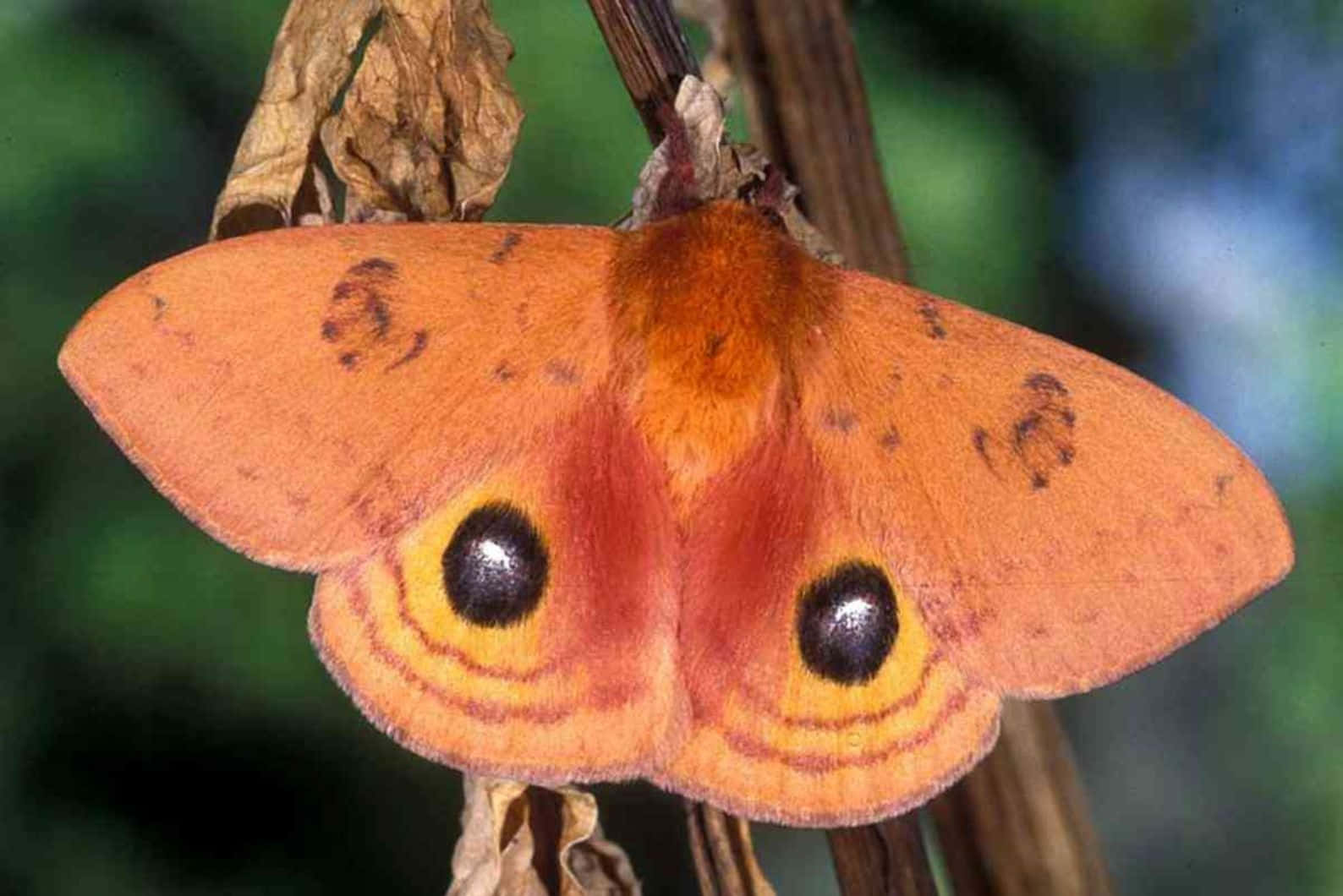 Io Moth Displaying Eye Spots Wallpaper