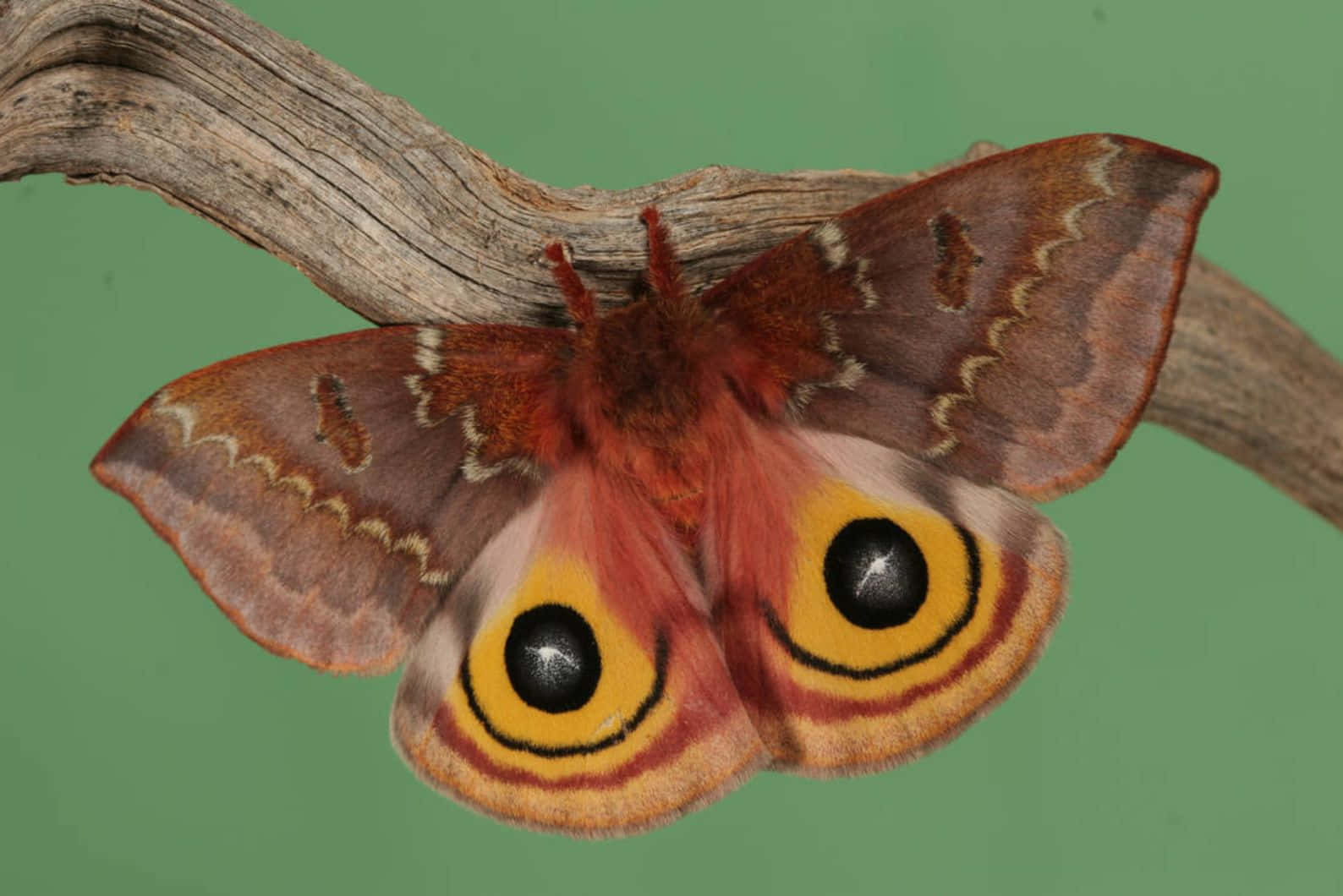 Io Moth Displaying Eyespots Wallpaper