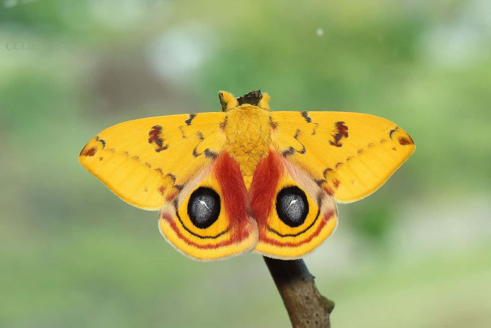 Io Moth Displaying Eyespots Wallpaper