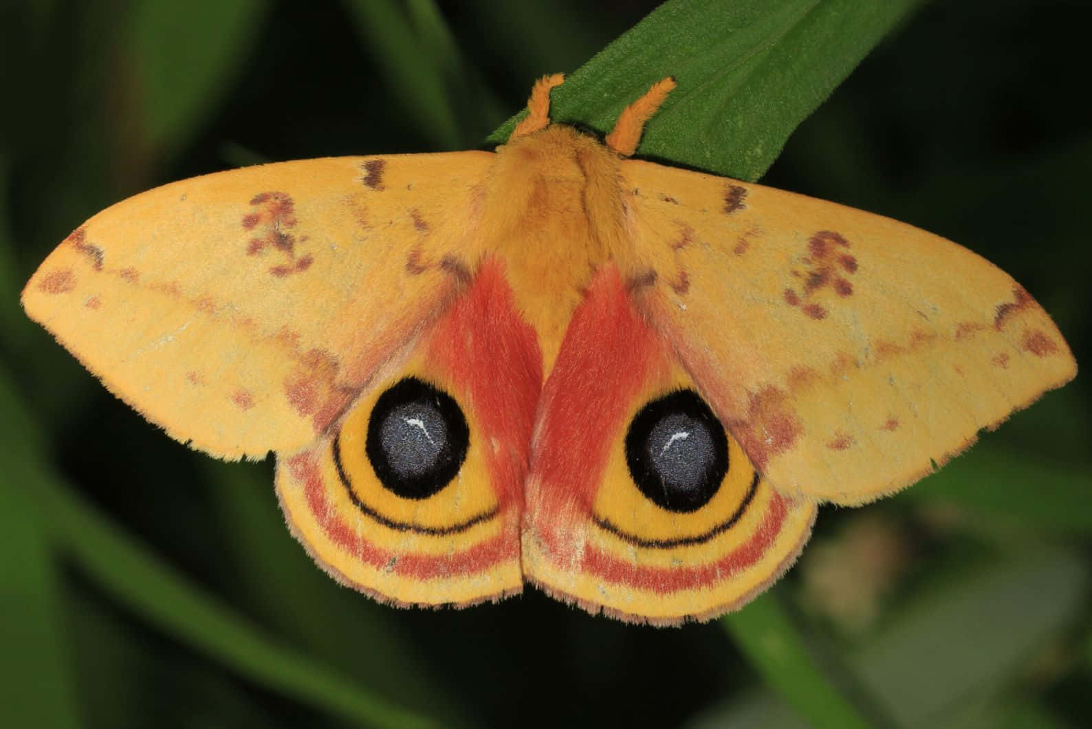 Io Moth Displaying Eyespots Wallpaper