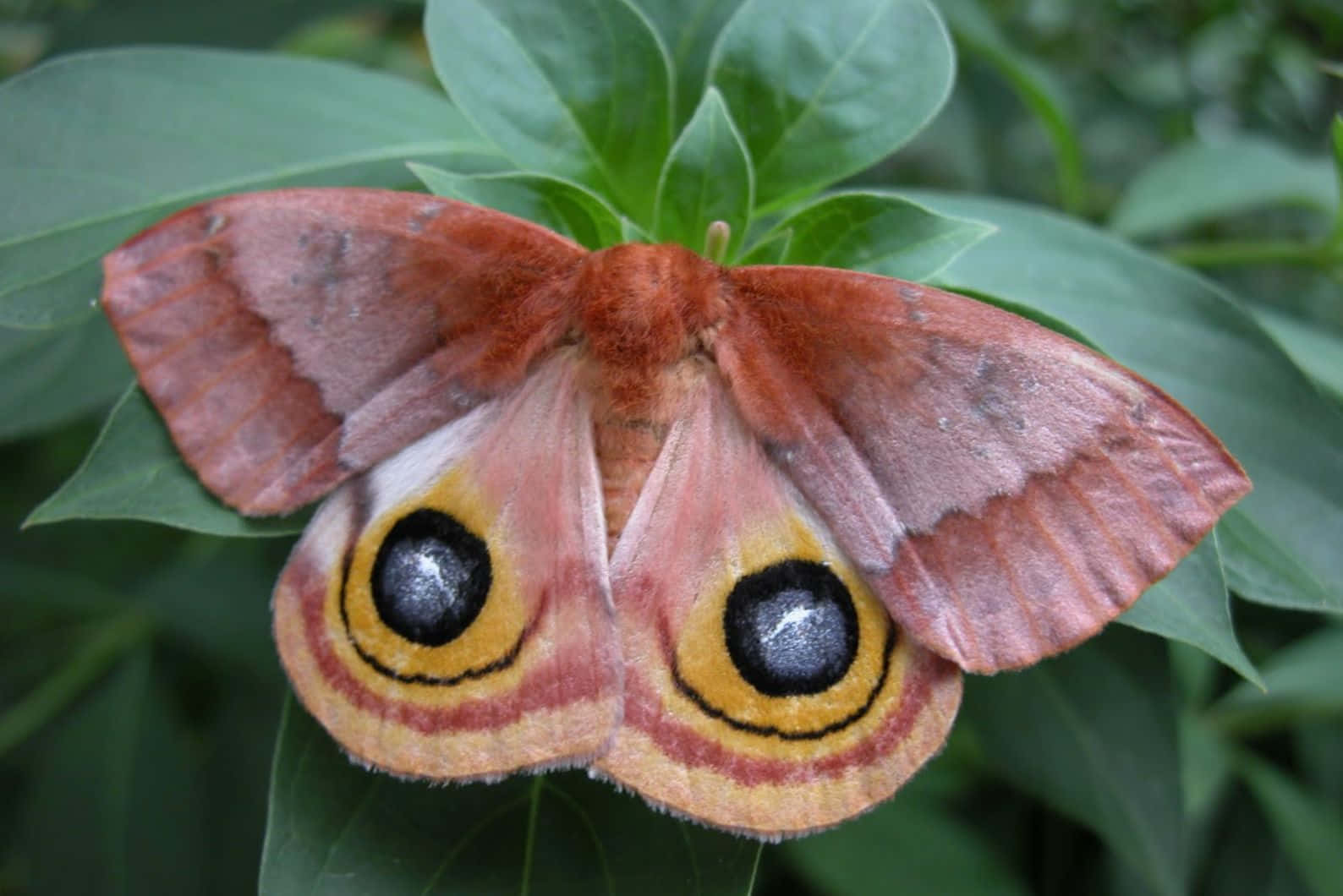 Io Moth Displaying Eyespots Wallpaper