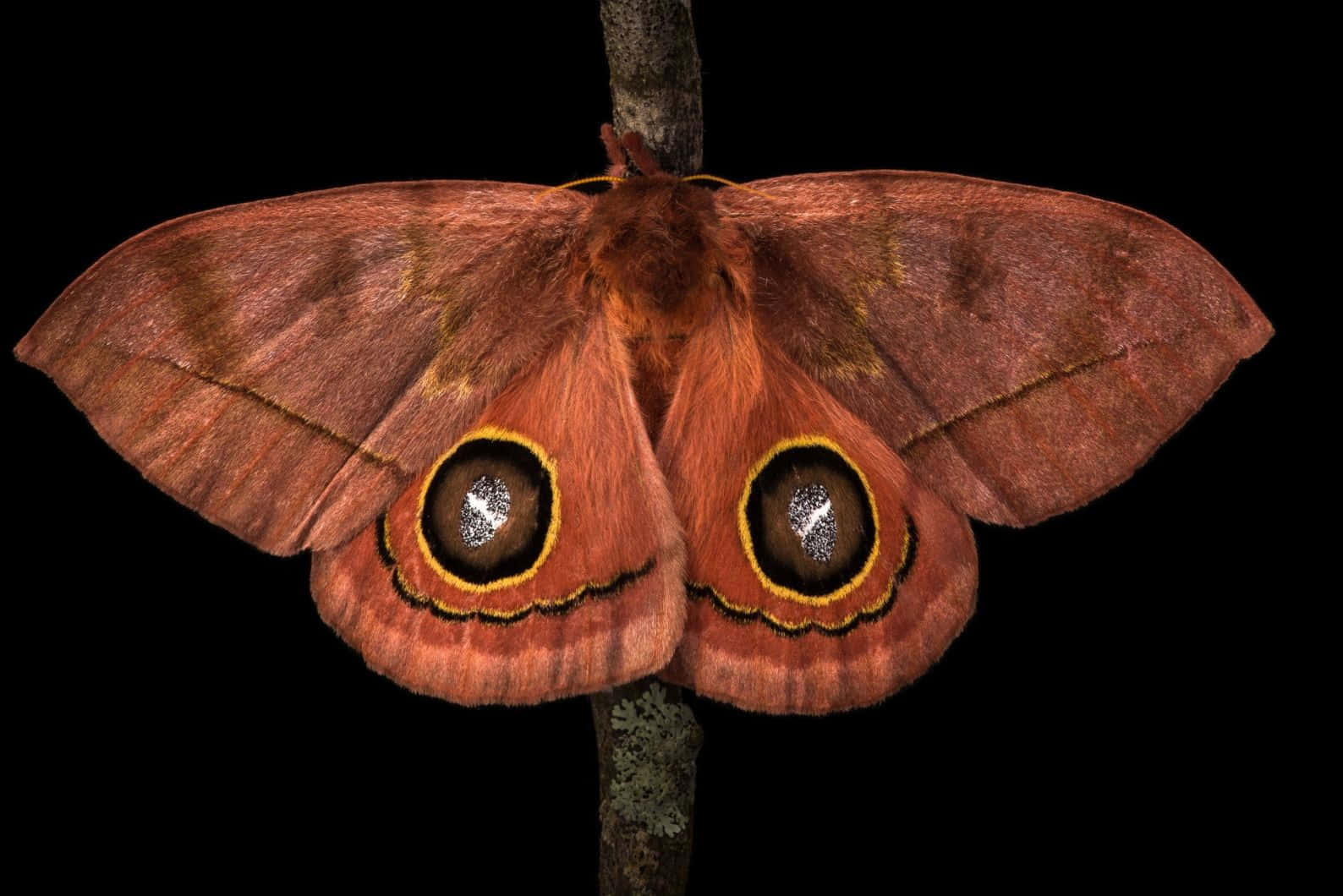 Io Moth Spread Wings Black Background Wallpaper