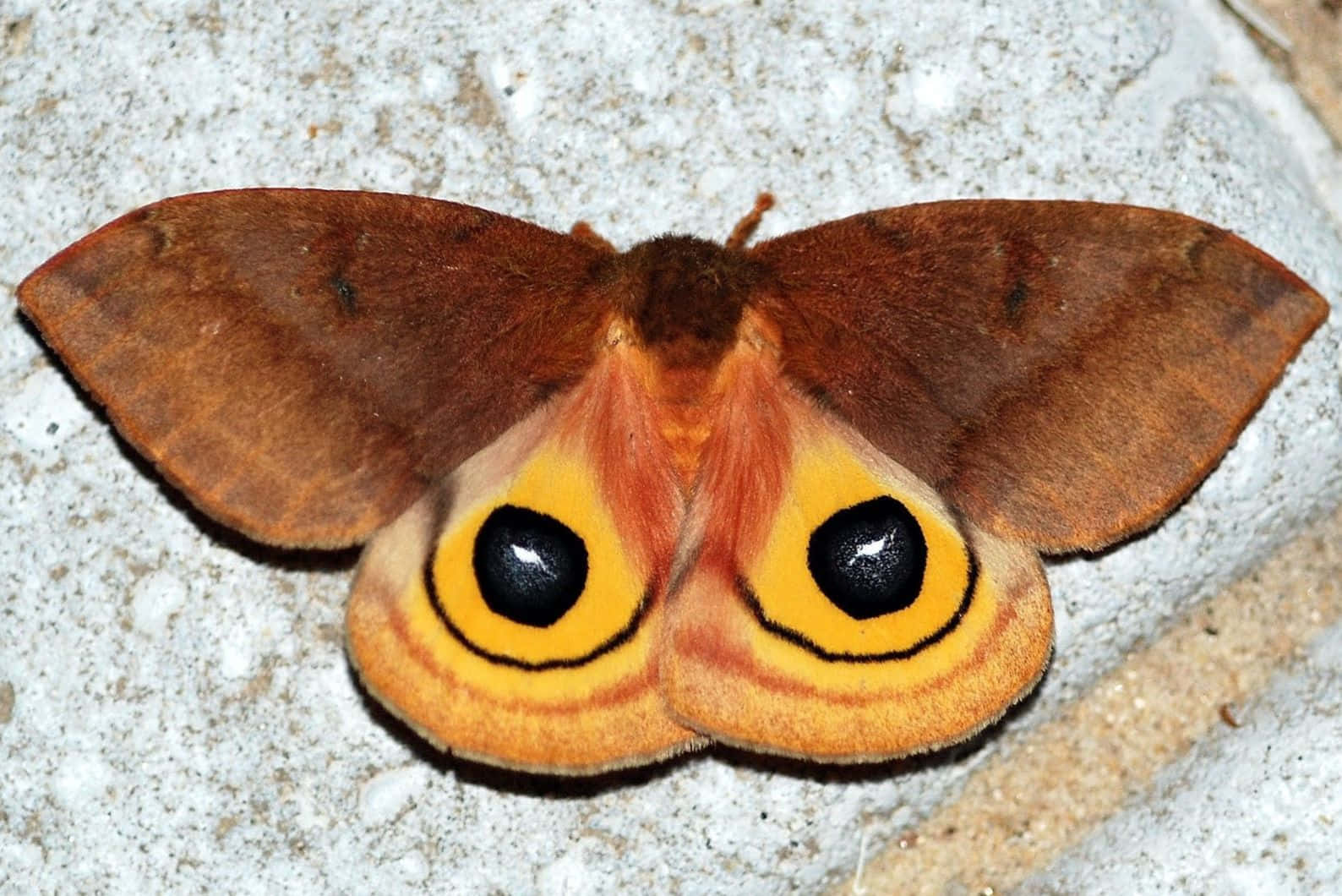 Io Moth Spread Wings Wallpaper