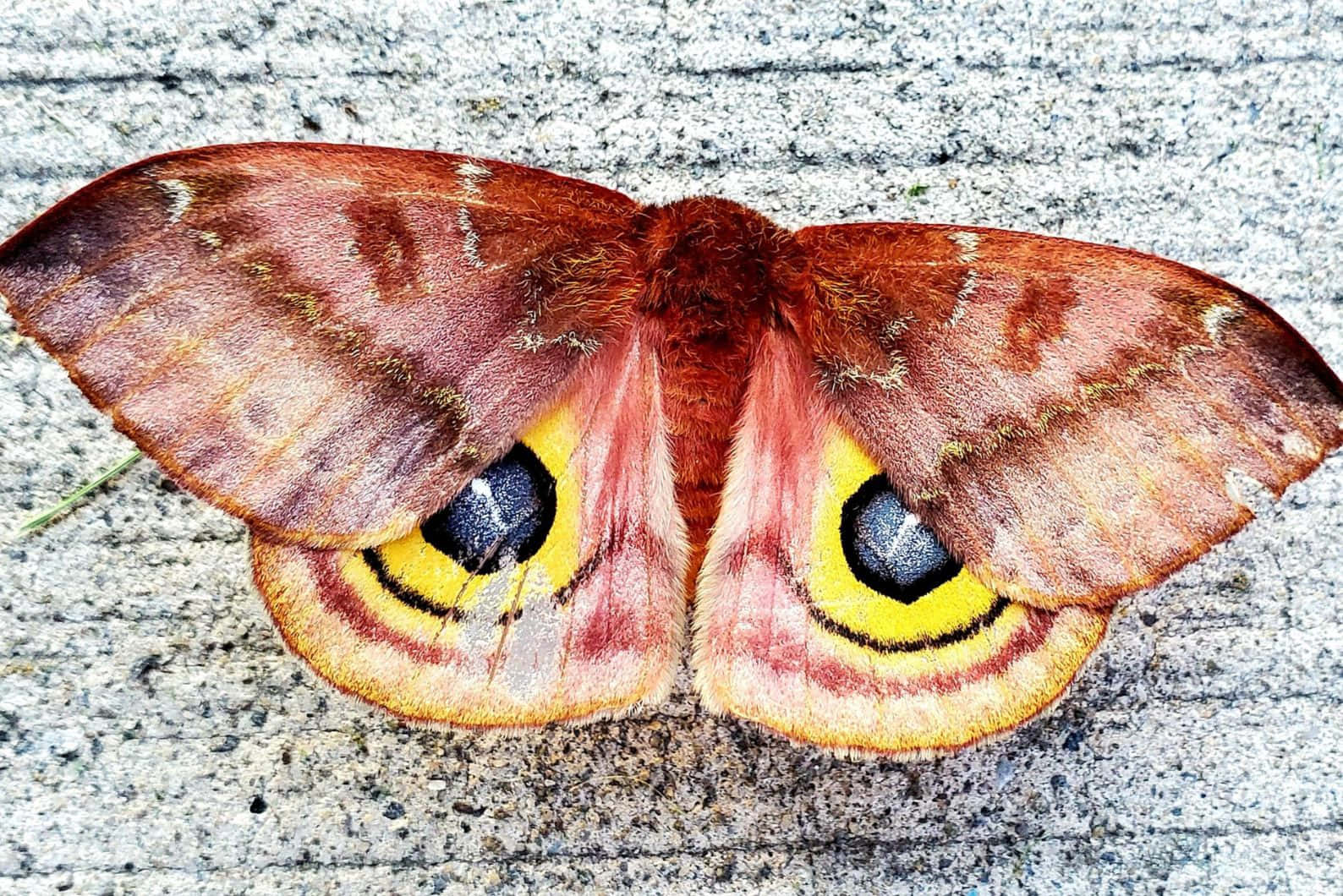 Io Moth Vibrant Wings Wallpaper