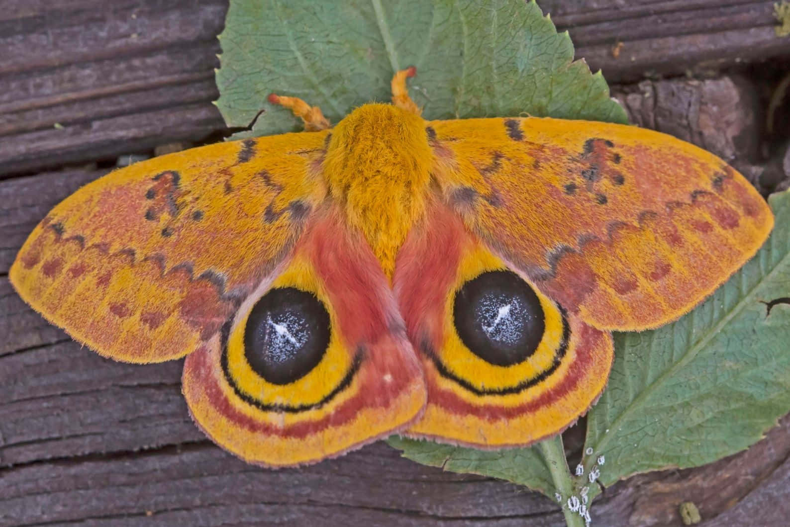 Io Moth Vibrant Wings Wallpaper