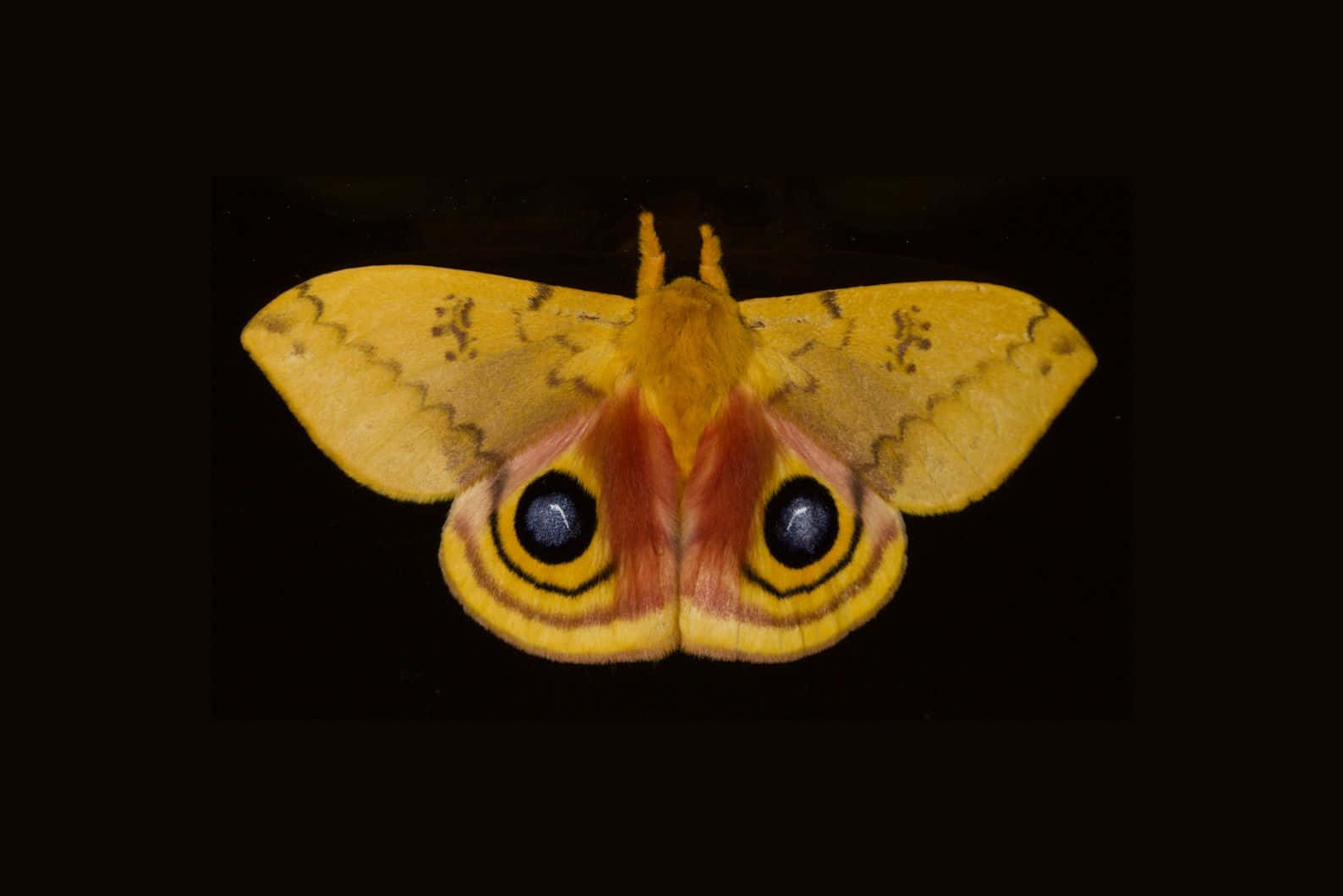 Io Moth Vibrant Wings Wallpaper