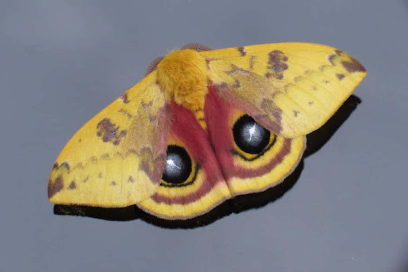 Io Moth Vibrant Wings Wallpaper