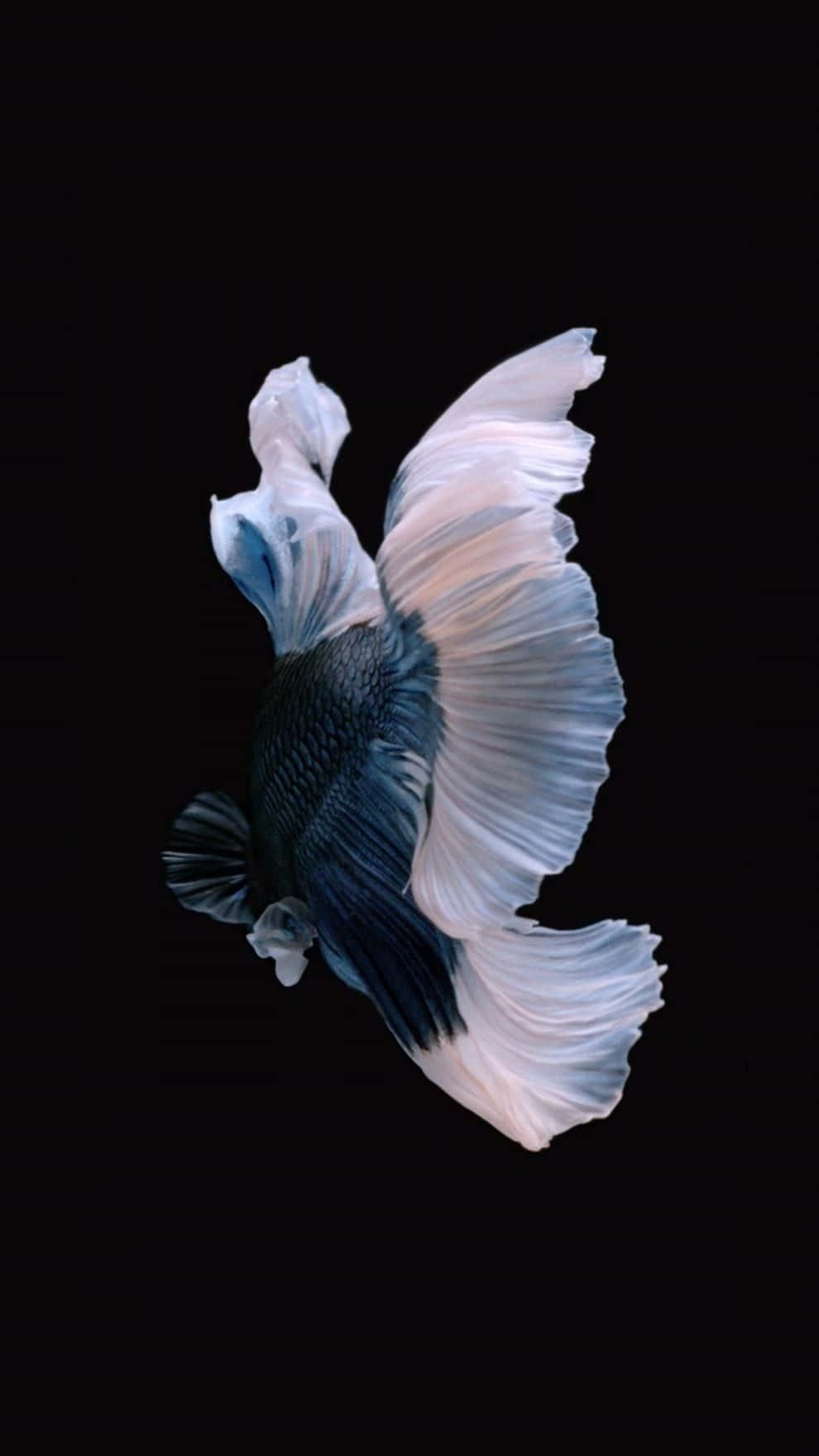 Ios 1 Dark And Pink Beta Fish Wallpaper