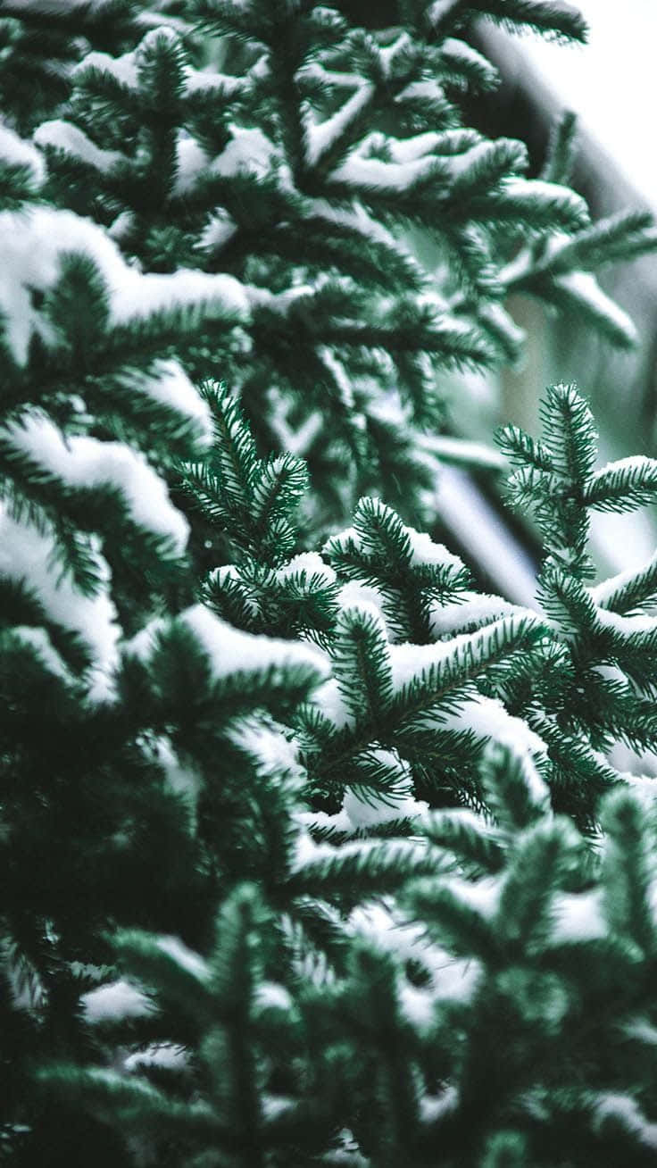 Iphone Green Christmas Snow Wallpaper