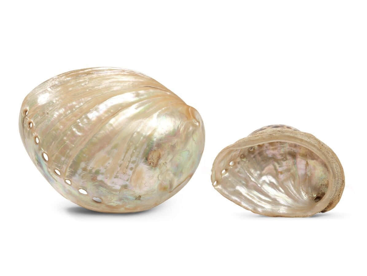 Iridescent_ Haliotis_ Shells Wallpaper