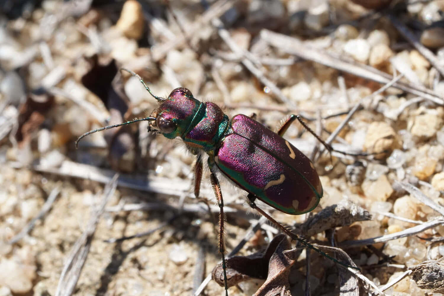 Iridescent Tiger Beetleon Ground.jpg Wallpaper