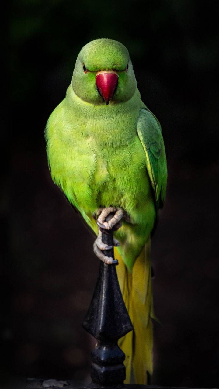 Iron Perch Green Parrot Hd Wallpaper