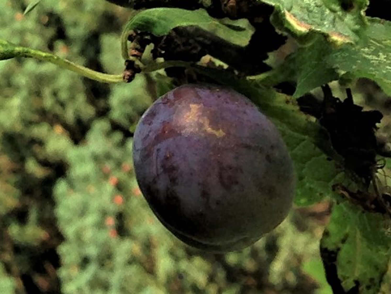 Isolated Single Purple Damson Plum Wallpaper