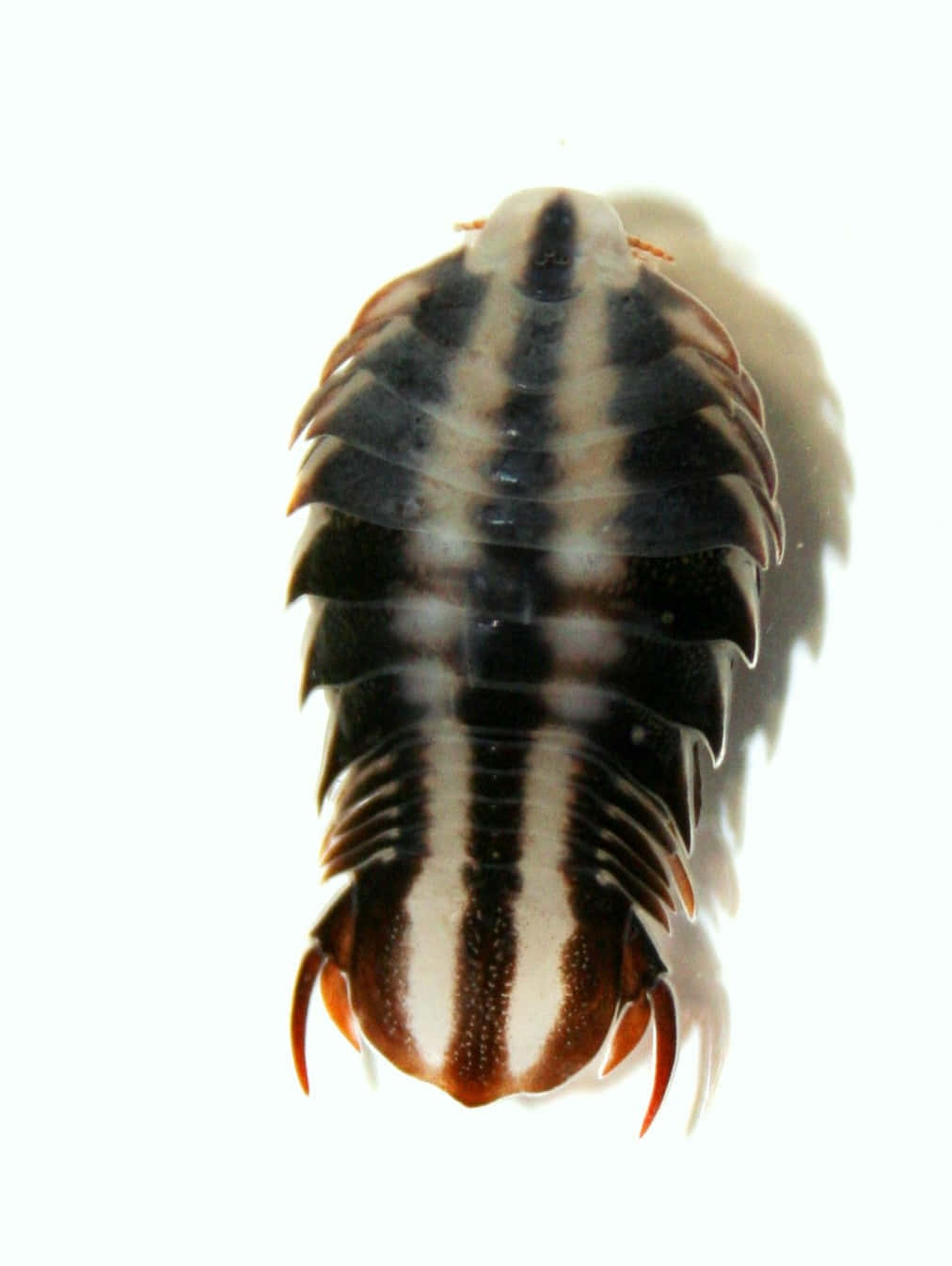 Isopod Specimen White Background Wallpaper