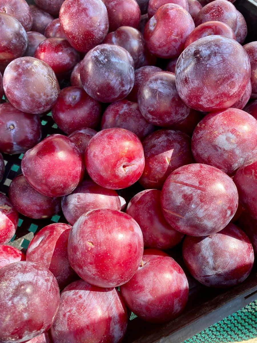 Italian Prune Plum Red Foliage Wallpaper