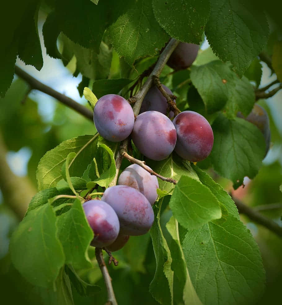 Italian Prune Sugar Plum Tree Wallpaper