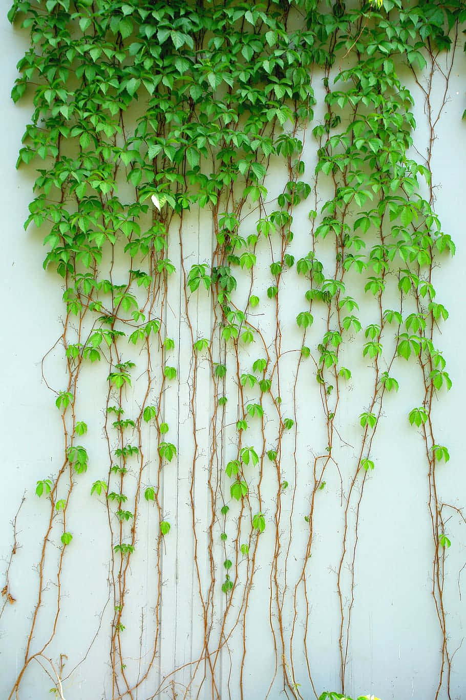 Ivy Covered Wall Greenery Wallpaper