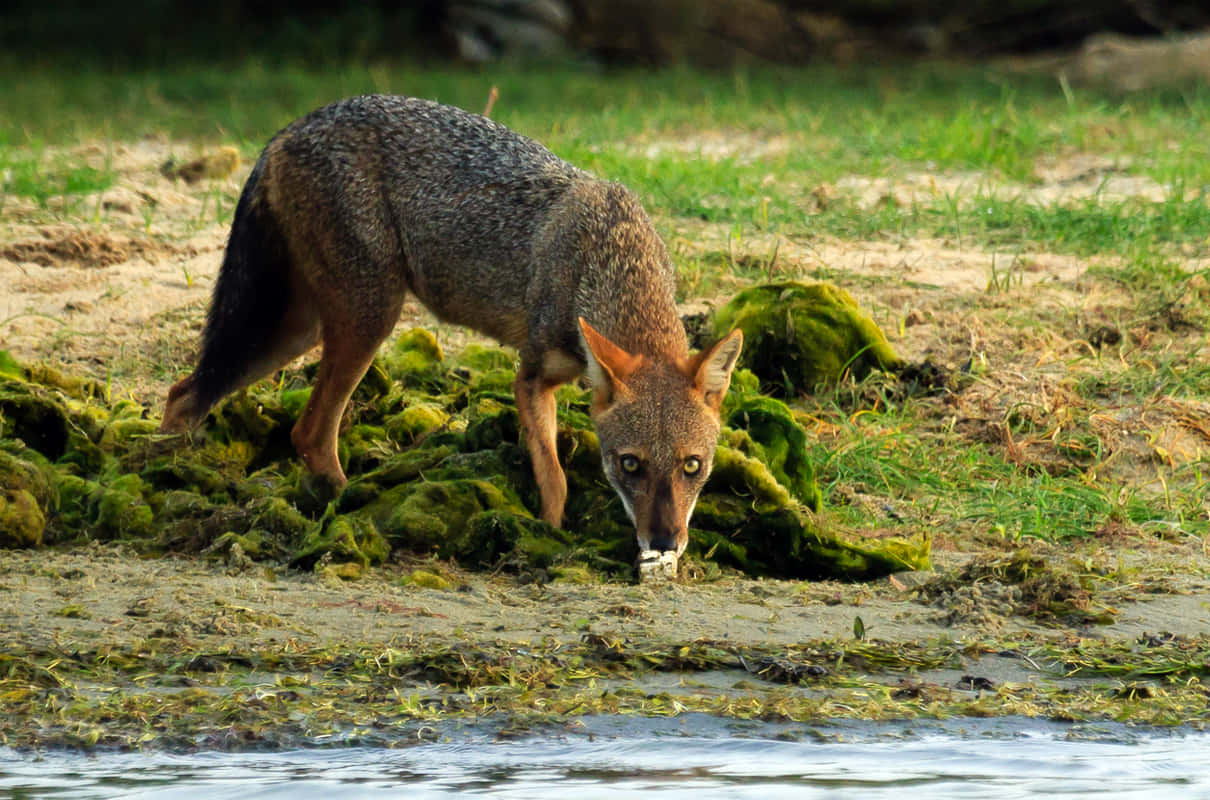 Jackal Drinking Water Riverside.jpg Wallpaper