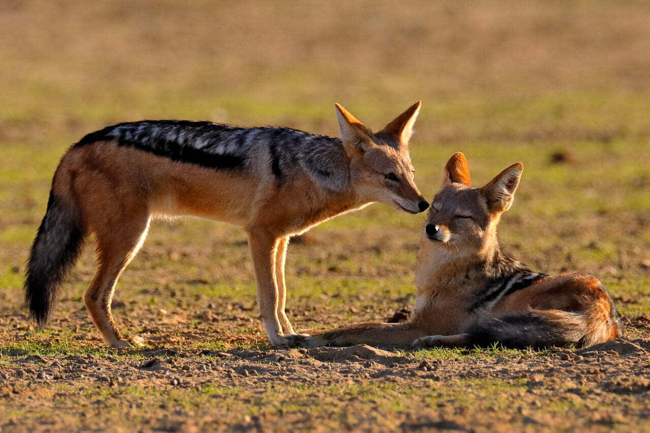 Jackals Bondingin Wilderness Wallpaper