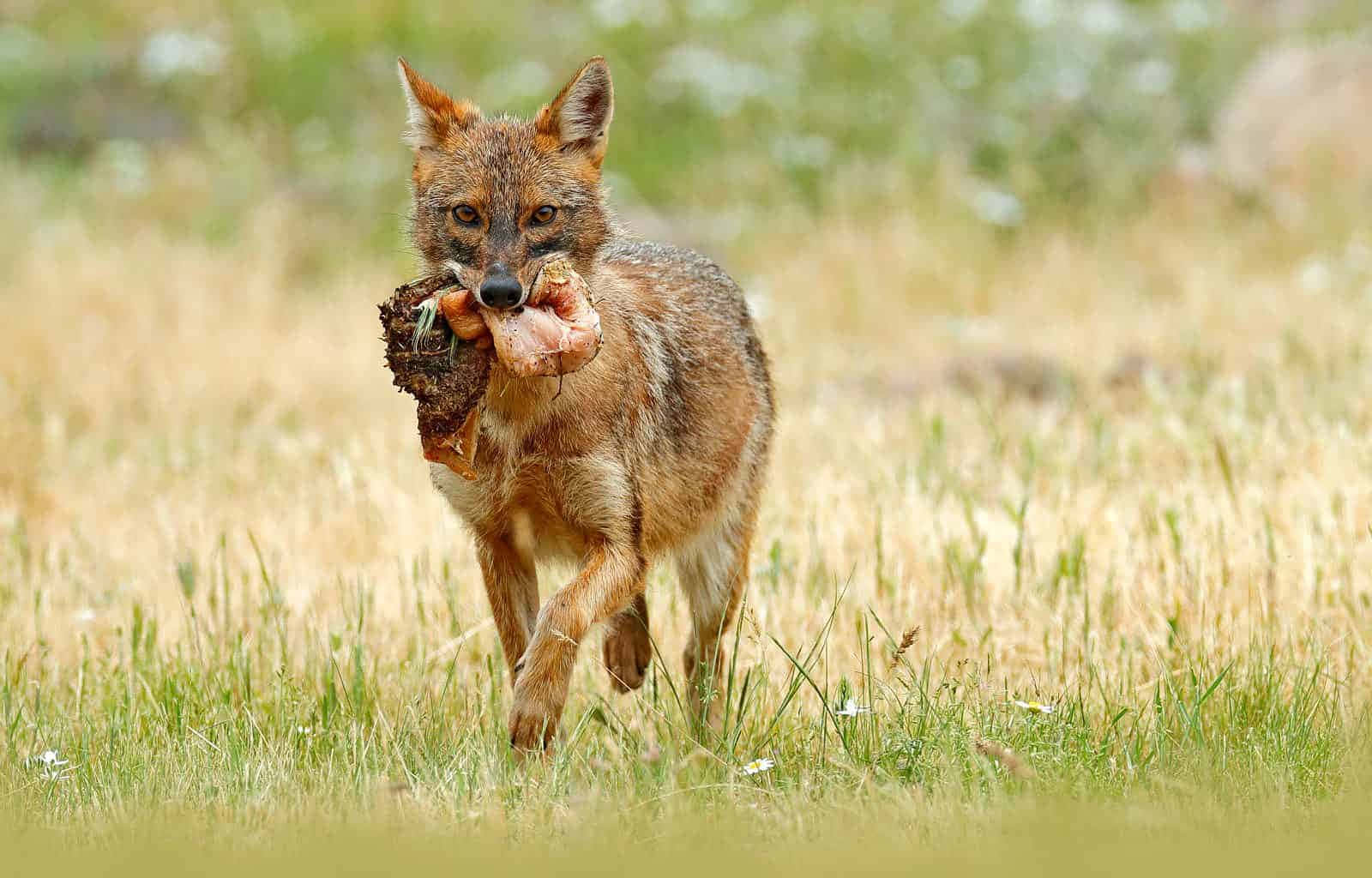 Jackalwith Preyin Grassland.jpg Wallpaper