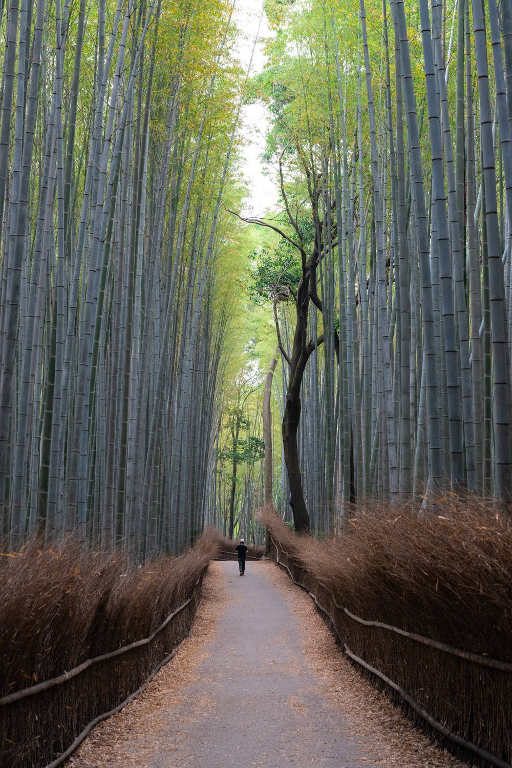 Japanese Bamboo Forest Iphone Wallpaper