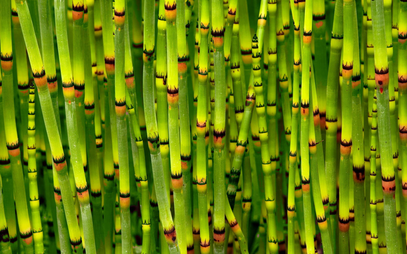 Japanese Horsetail Bamboo Hd Wallpaper