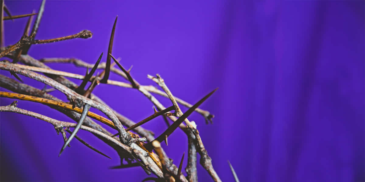 Jesus Christ Wearing The Crown Of Thorns Wallpaper