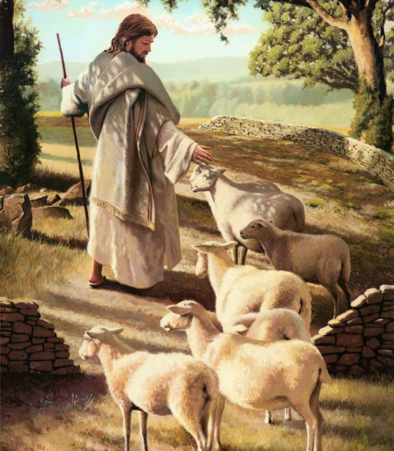 Jesus Lovingly Watches Over His Flock Of Sheep Wallpaper