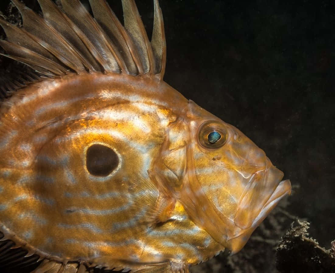 John Dory Fish Closeup Wallpaper