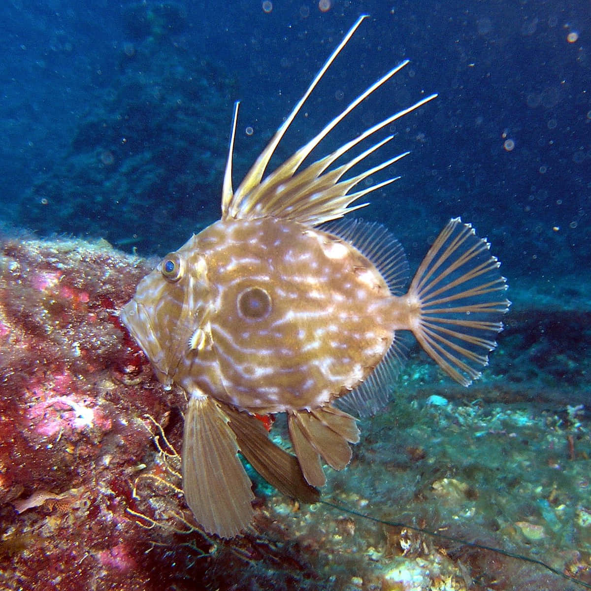 John Dory Fish Swimming Underwater.jpg Wallpaper