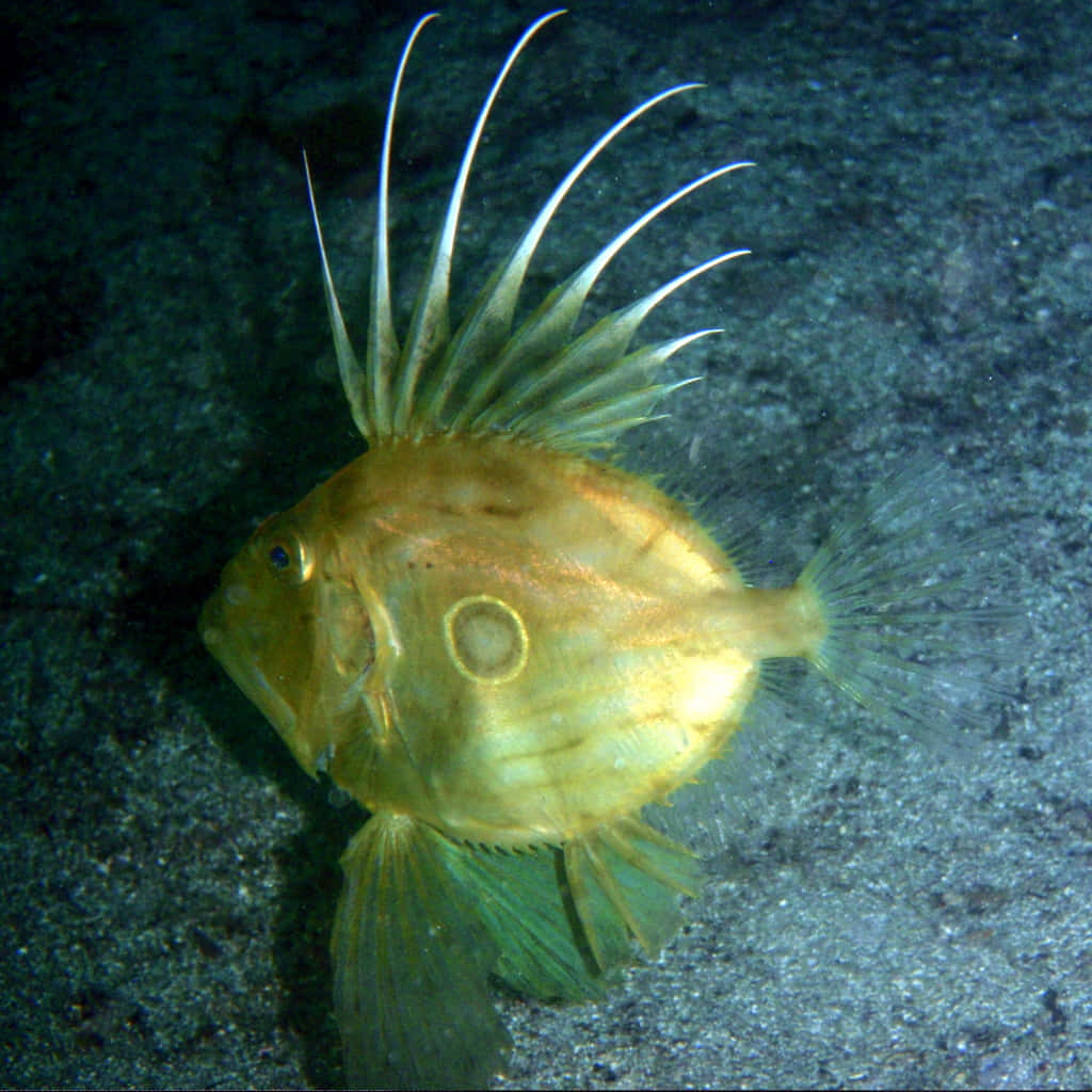 John Dory Fish Underwater Wallpaper