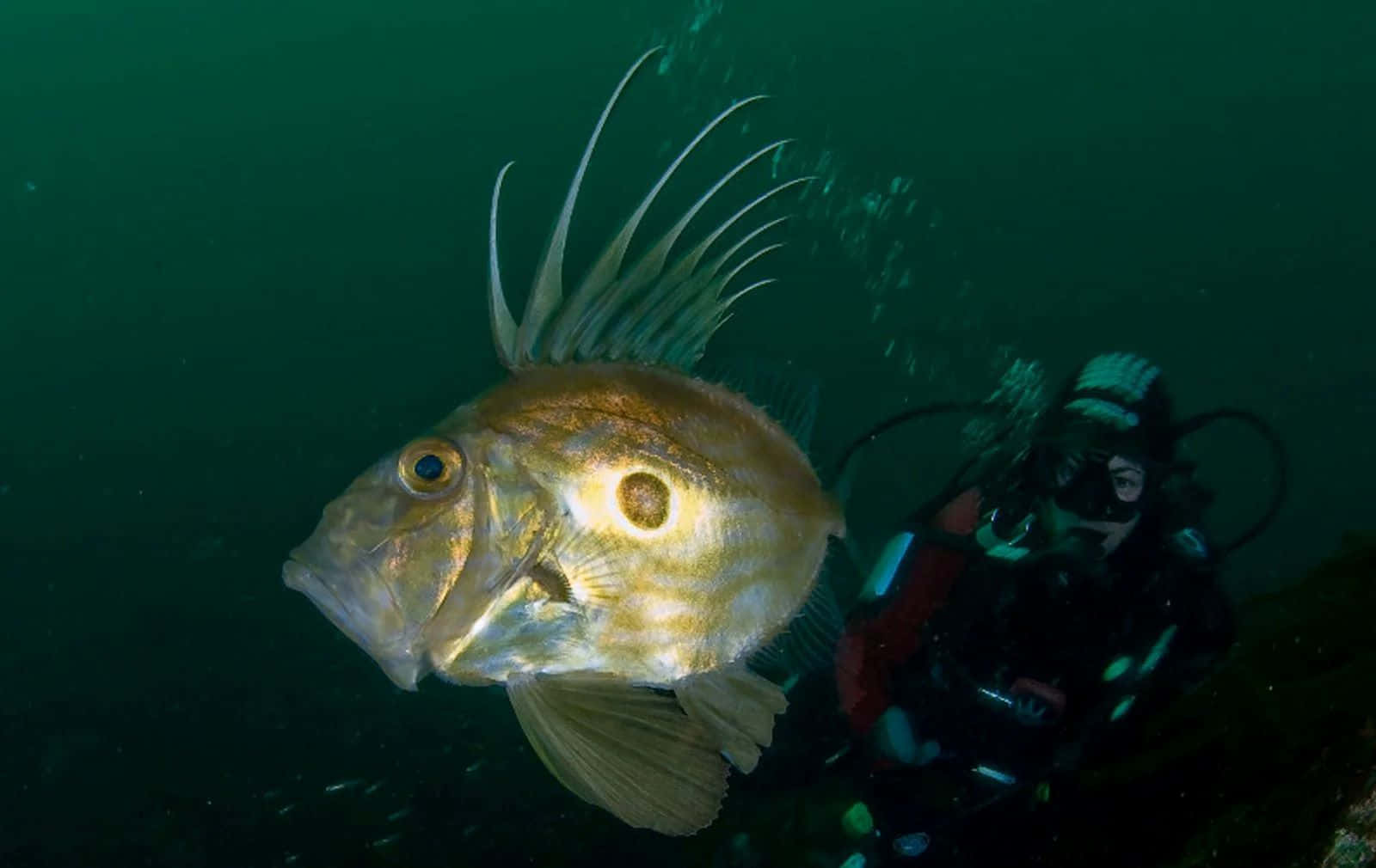 John_ Dory_ Fish_with_ Diver_ Underwater Wallpaper