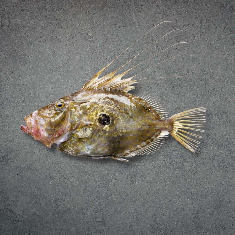 John Dory Fishon Grey Background Wallpaper