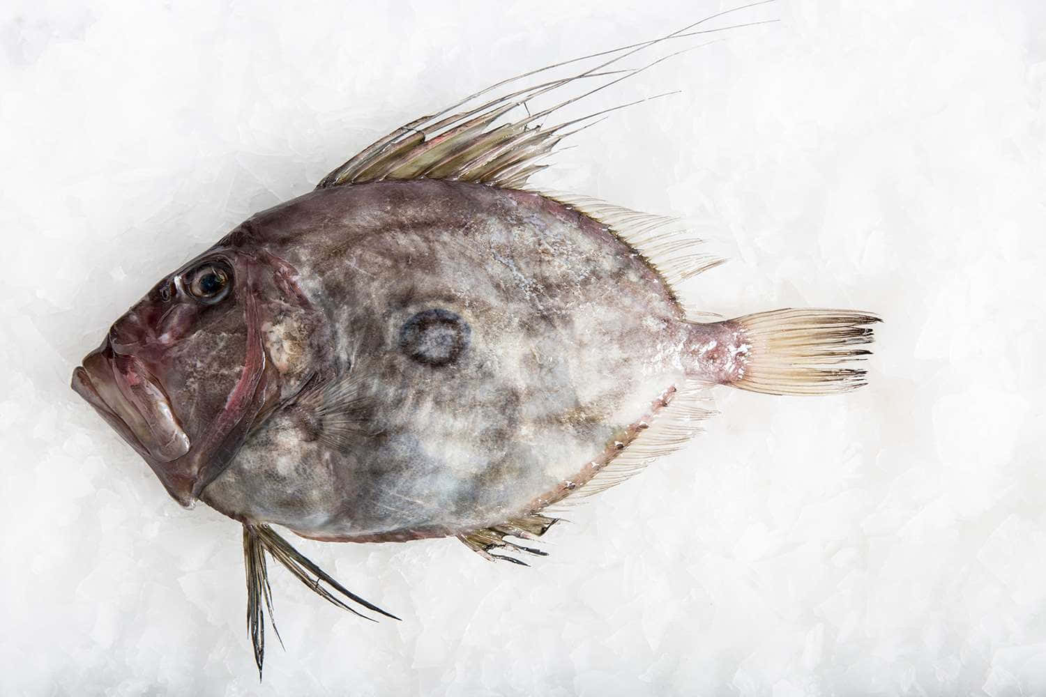 John Dory Fishon Ice Wallpaper